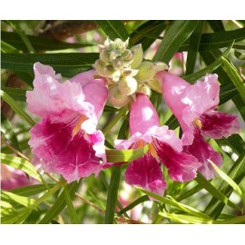 بذر درخت گل چیلوپسیس بذر درخت گل چیلوپسیس