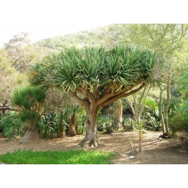 بذر درخت دراسنا دراکو