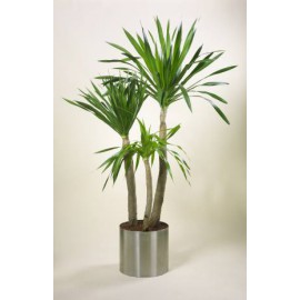 بذر درخت دراسنا دراکو بذر درخت دراسنا دراکو