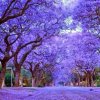 بذر درخت نورا یا جاکاراندرا