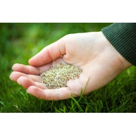 بذر چمن مناسب سایه