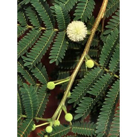 بذر درخت سوبابل