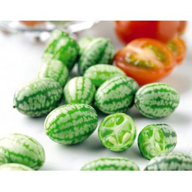 بذر هندوانه مینیاتوری بذر هندوانه مینیاتوری