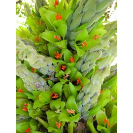 بذر گل پویا سبز بذر گل پویا سبز