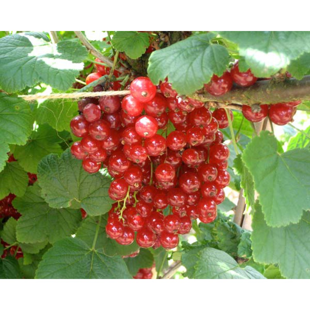 بذر انگور فرنگی قرمز بذر انگور فرنگی قرمز