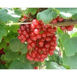 بذر انگور فرنگی قرمز