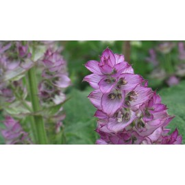 بذر مریم گلی کبیر