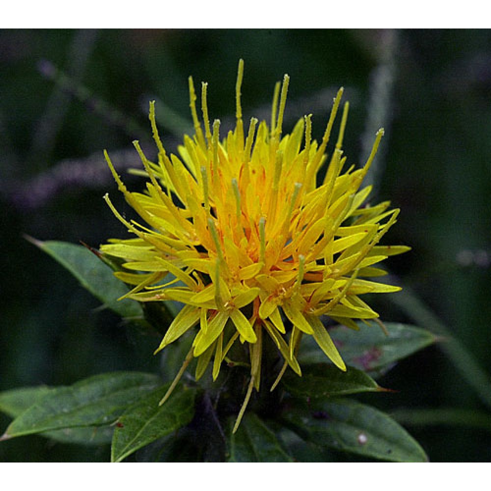 بذر گل گلرنگ بذر گل گلرنگ