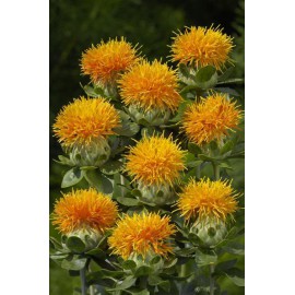 بذر گل گلرنگ بذر گل گلرنگ