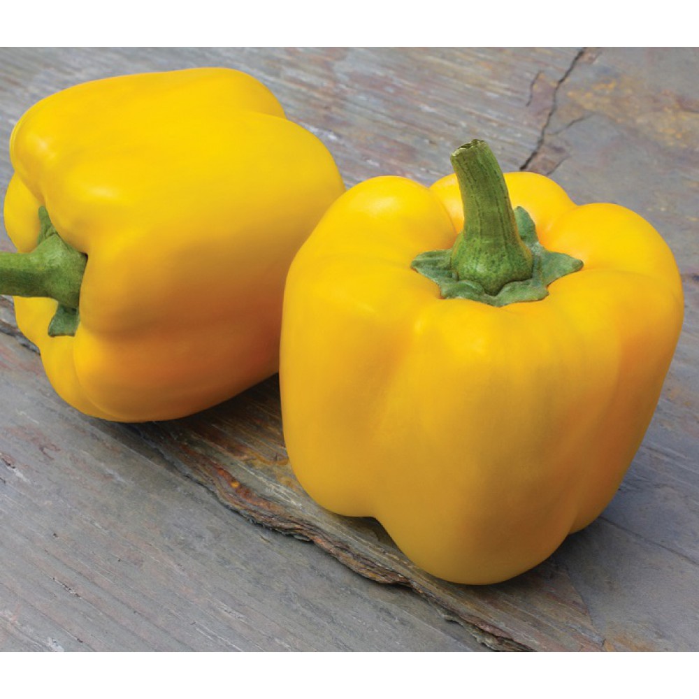 بذر فلفل دلمه زرد کاوندیش F1 بذر فلفل دلمه زرد کاوندیش F1
