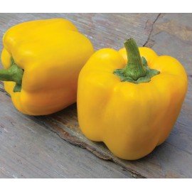 بذر فلفل دلمه زرد کاوندیش F1