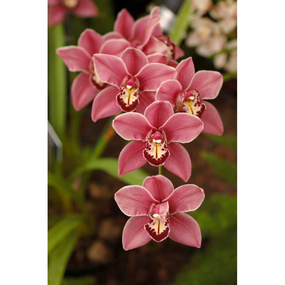 بذر ارکیده سیمبیدیوم بذر ارکیده سیمبیدیوم