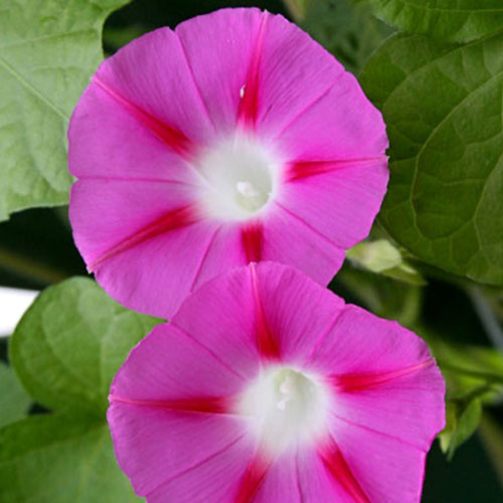 بذر گل نیلوفر پیچ صورتی بذر گل نیلوفر پیچ صورتی