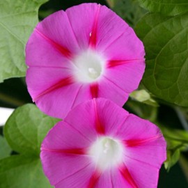 بذر گل نیلوفر پیچ صورتی