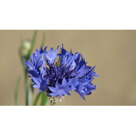 بذر گل گندم رنگ مخلوط بذر گل گندم رنگ مخلوط