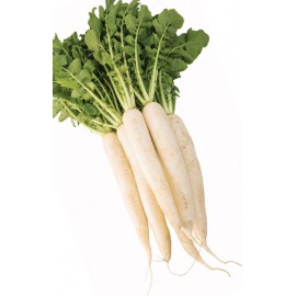 بذر ترب سفید دایکون بذر ترب سفید دایکون