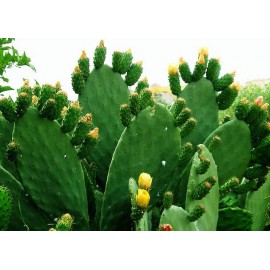 بذر کاکتوس اپونتیا