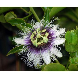 بذر پشن فروت ارغوانی یا میوه گل ساعتی بذر پشن فروت ارغوانی یا میوه گل ساعتی