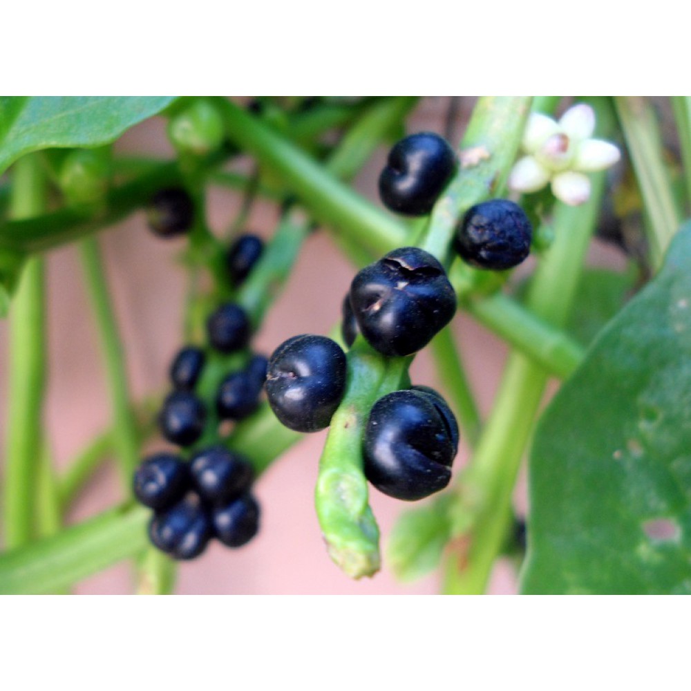 بذر اسفناج خزنده یا اسفناج مالابار بذر اسفناج خزنده یا اسفناج مالابار