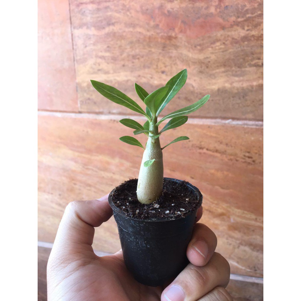 نهال آدنیوم obesum نهال آدنیوم obesum