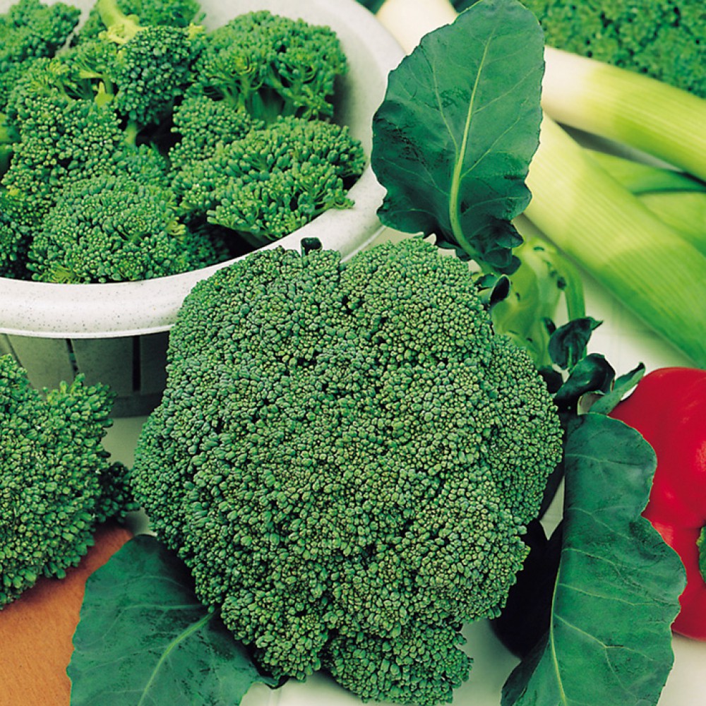 بذر کلم بروکلی ساکورا F1