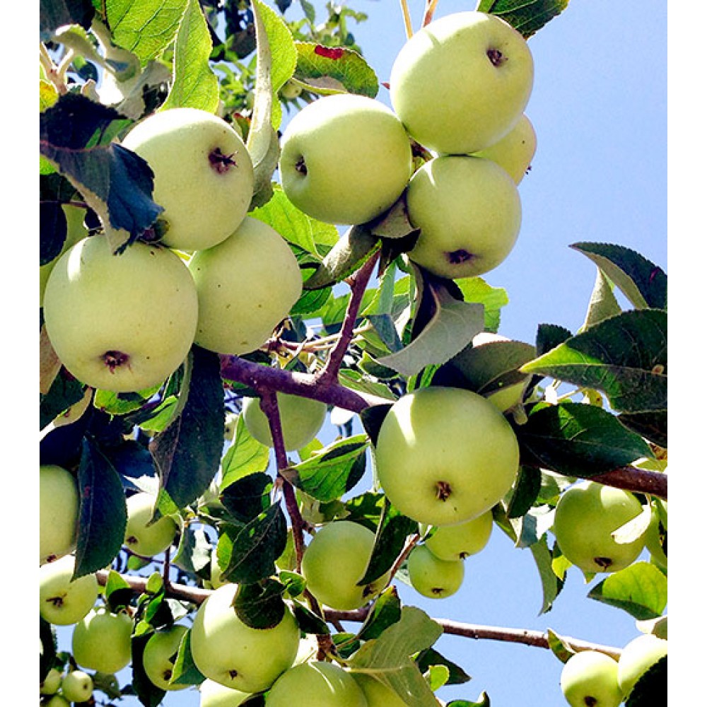 بذر سیب ترش جنگلی