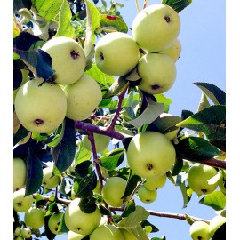 بذر سیب ترش جنگلی