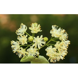 بذر درخت تیلیا