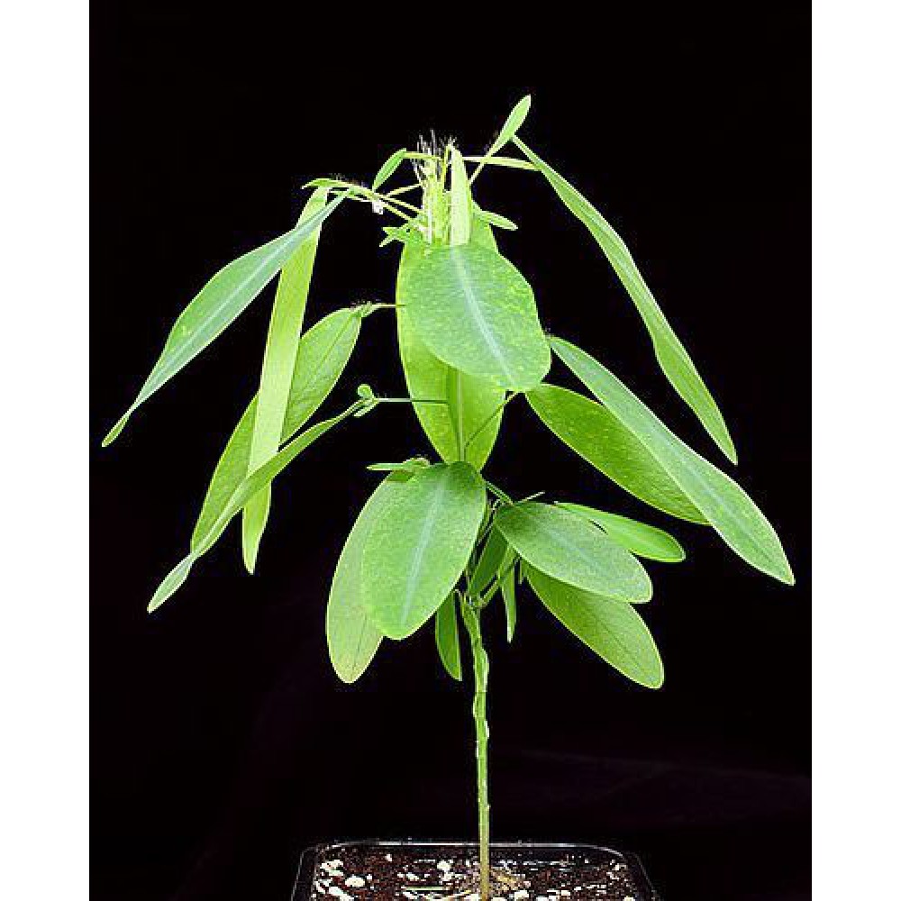 بذر گیاه تلگراف