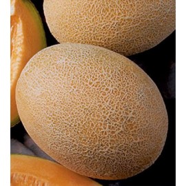 بذر خربزه آناناسی