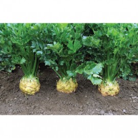 بذر سلریاک برلیانت