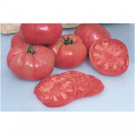 بذر گوجه فرنگی بنفش Pruden's