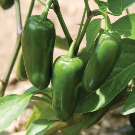 بذر فلفل Conchos F1