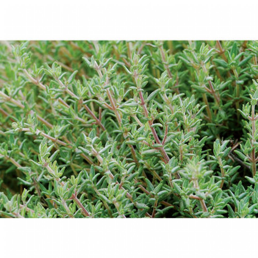 بذر آویشن پرتقالی