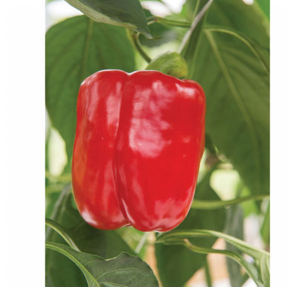 بذر فلفل فیلیسیتس F1 بذر فلفل فیلیسیتس F1