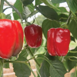 بذر فلفل فیلیسیتس F1 بذر فلفل فیلیسیتس F1