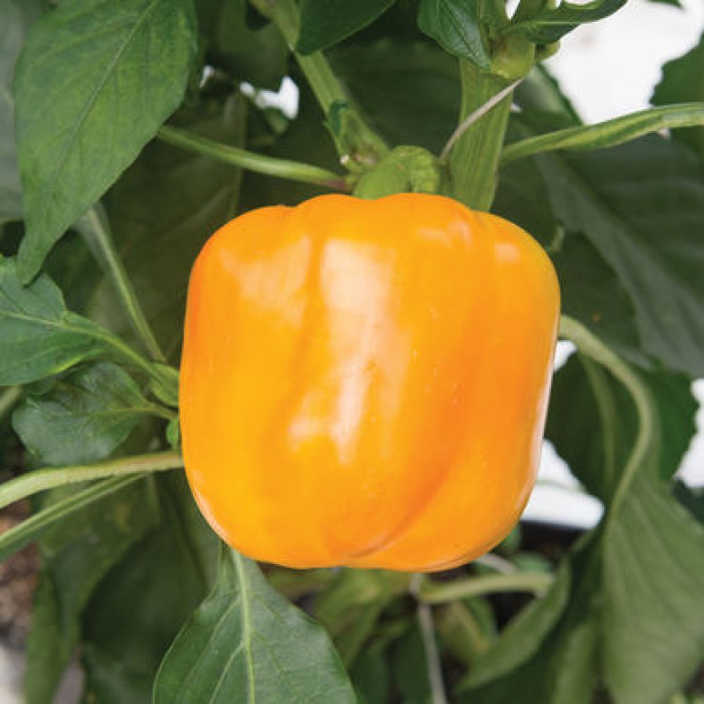 بذر فلفل بنتلی F1 بذر فلفل بنتلی F1