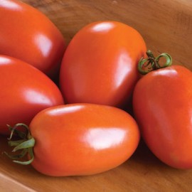بذر گوجه فرنگی Amish Paste