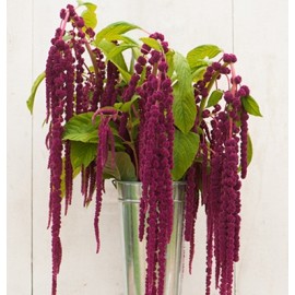 بذر گل تاج خروس Love-Lies-Bleeding