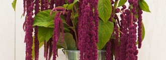 بذر گل تاج خروس Love-Lies-Bleeding