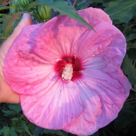 بذر گل ختمی غولپیکر صورتی