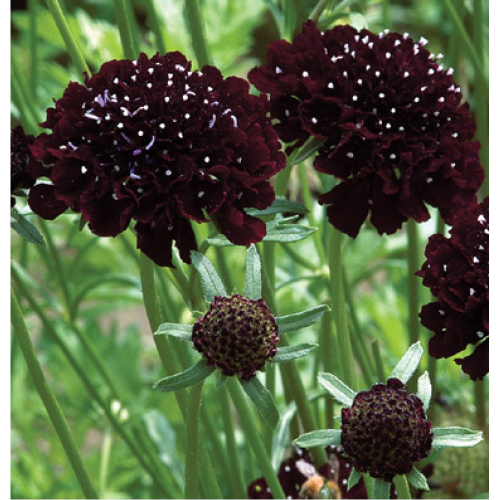 بذر گل طوسک شوالیه سیاه بذر گل طوسک شوالیه سیاه