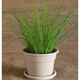 بذر تره بذر تره