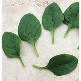 بذر اسفناج ساحلی F1