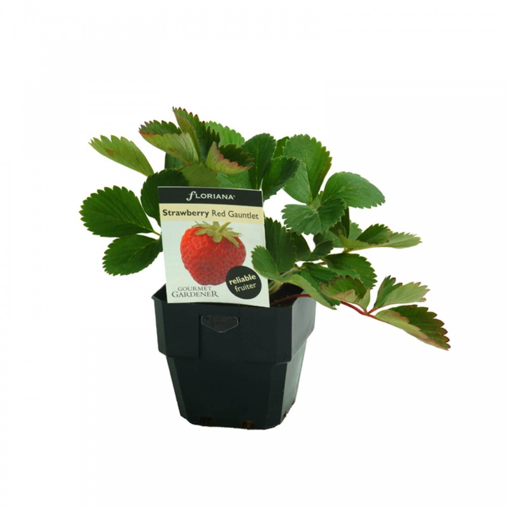 نهال توت‌فرنگی