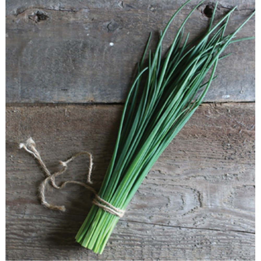 بذر تره بذر تره