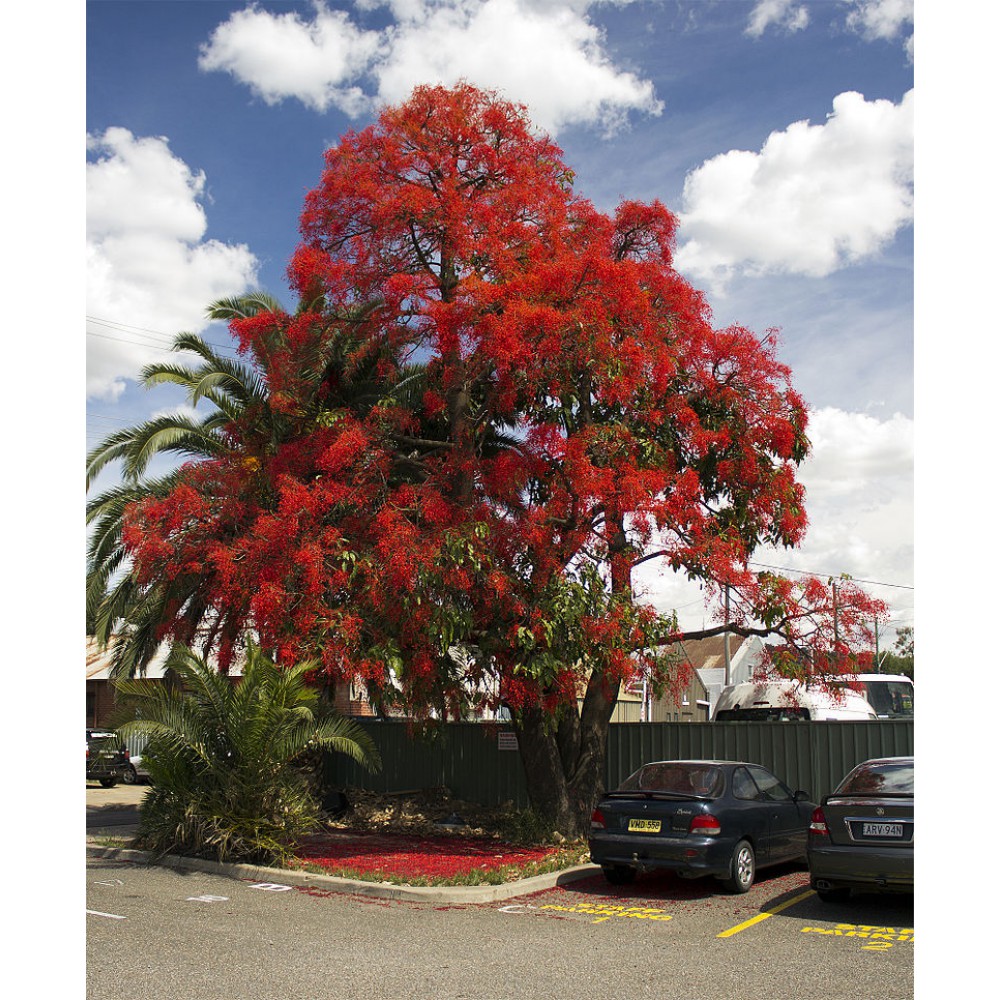 بذر درخت شعله ایلاوارا