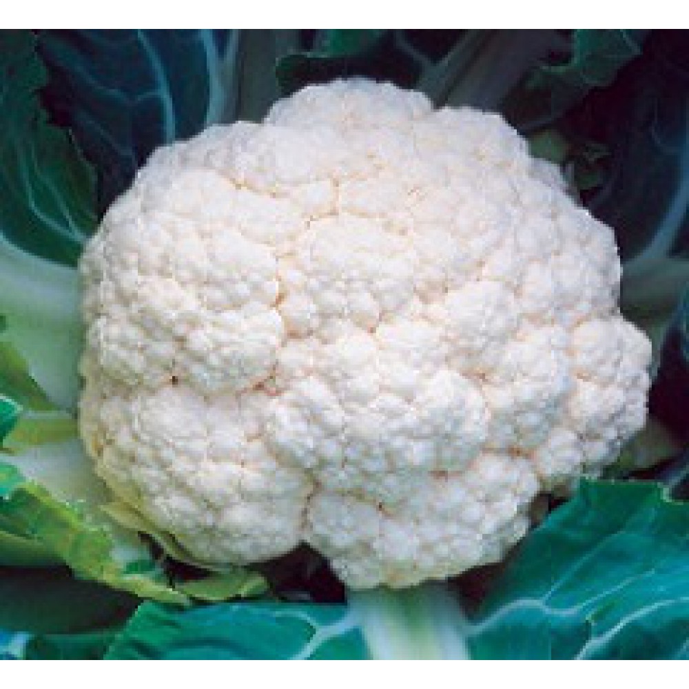 بذر گل کلم آریزونا F1