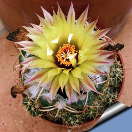 بذر کاکتوس کوریوفانتا