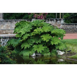 بذر ریواس غول پیکر